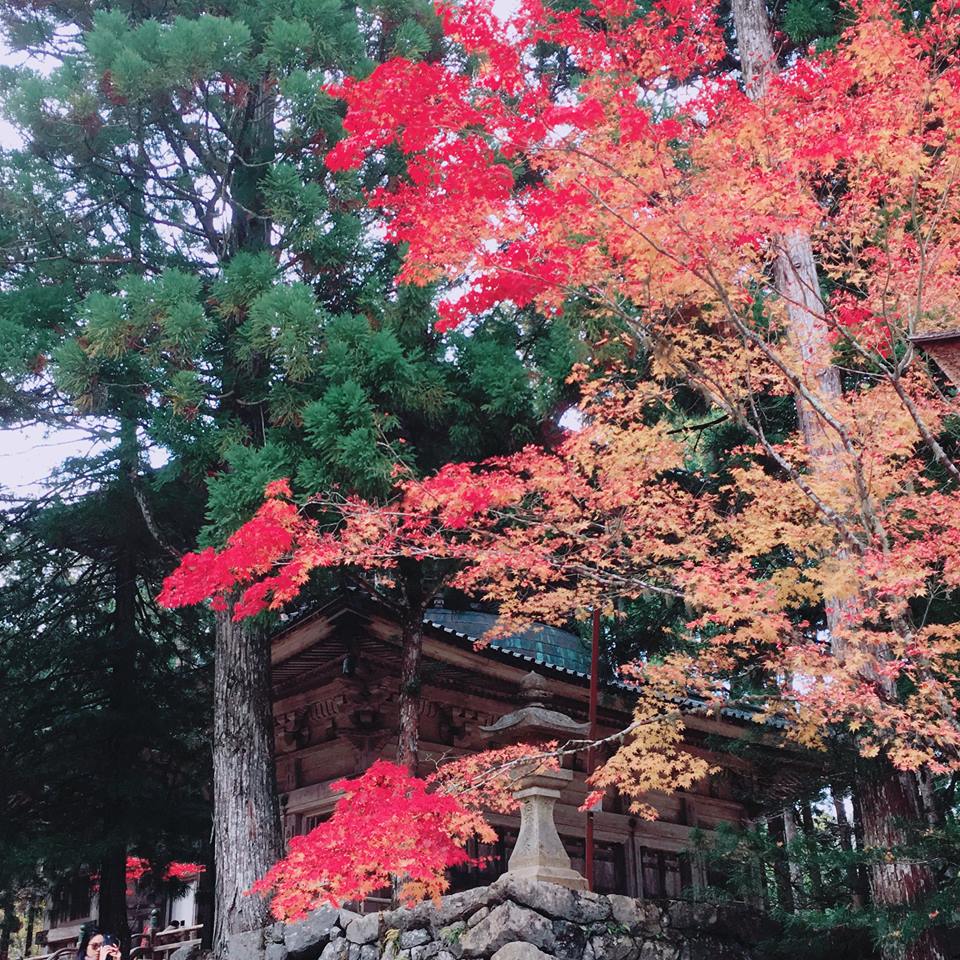 Now is the best time to see the Autumn leaves in Japan.